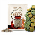 SEEDS  - Lithops aucampiae 'Jackson’s Jade' 20seeds  C395