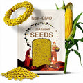60 YELLOW CORN ' Early Xtra Sweet ' Zea Mays Vegetable Seeds