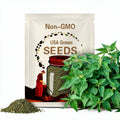 Stinging Nettle Seeds: Urtica Dioica Native Perennial Plant