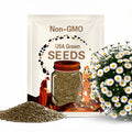 Daisy, Creeping | 100 Seeds | Heirloom Flower | White Blooms | Low Growing Flowers | Chrysanthemum paludosum