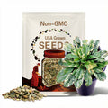 Variegated Plantain Seeds: Medicinal Perennial Plant