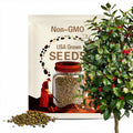 500mg Ilex Opaca, American Holly Seeds, Evergreen Tree with Red Berries